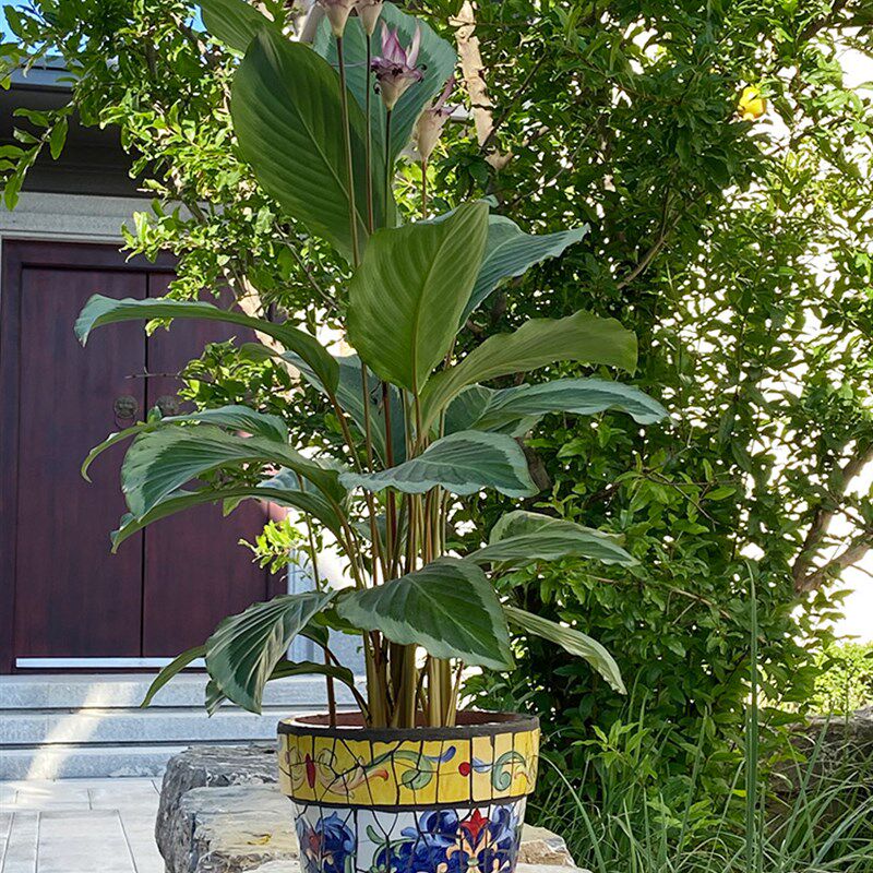 特色陶瓷马赛克鲜花绿植兰花菊花花盆