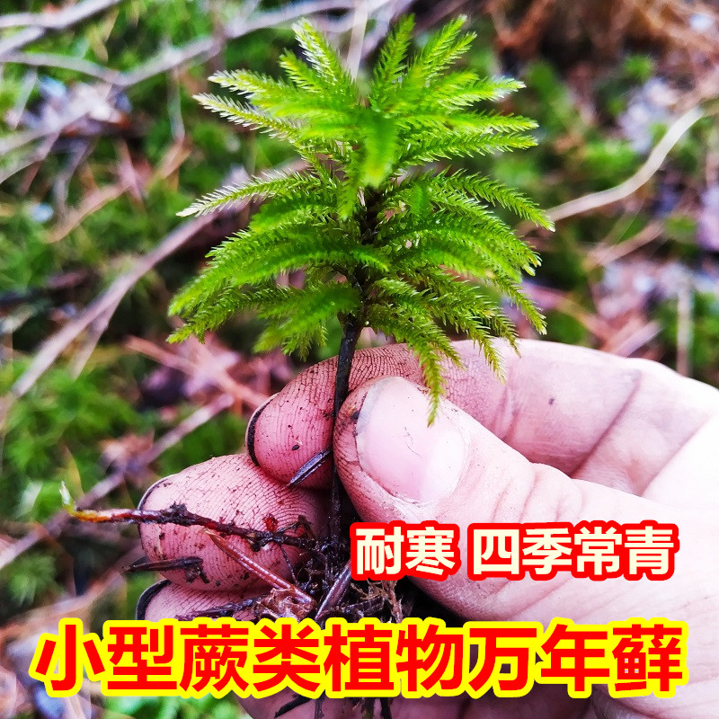 鲜活万年藓微景观耐寒小型蕨类绿植盆景假山鱼缸造景水培植物盆栽