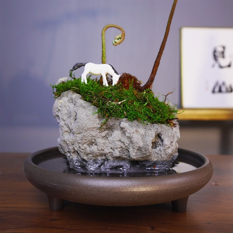 吸水石绿植假山微景观盆景 蕨 文心兰 盆栽室内好养水培桌面植物