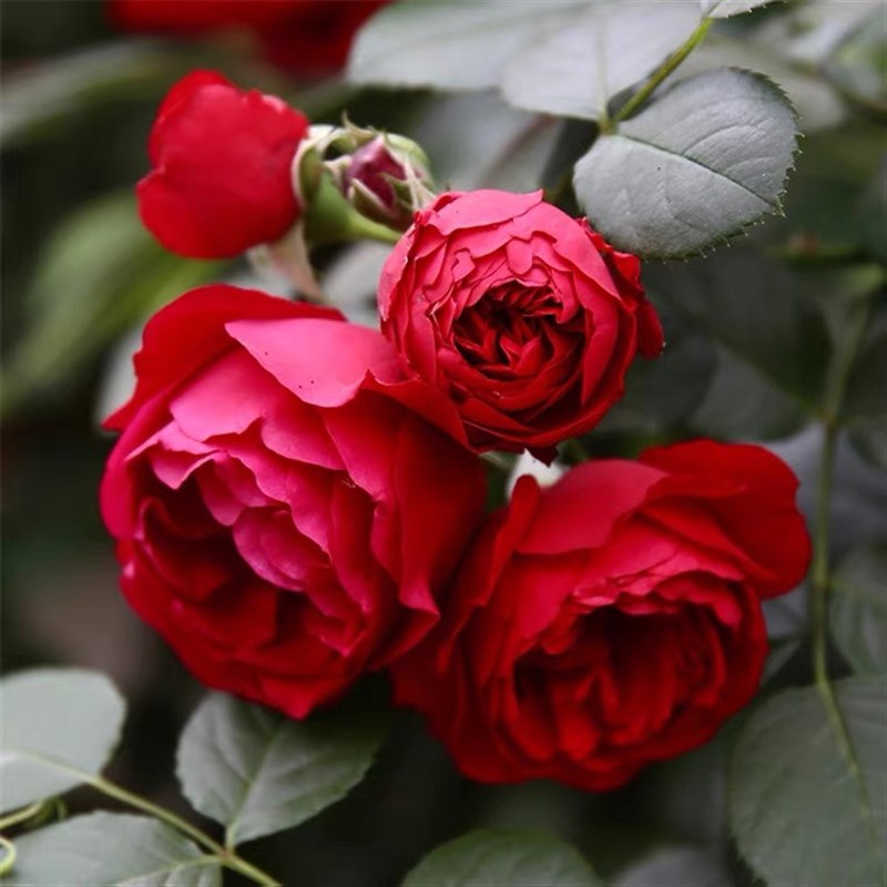 佛罗伦蒂娜爬藤月季花苗庭院爬墙花卉盆栽藤本蔷薇植物四季开花