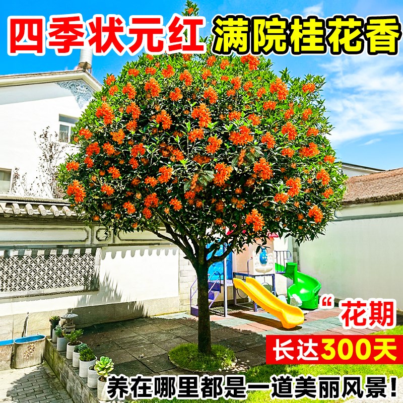 桂花树苗大树丹桂盆栽四季桂大树庭院地栽室内外四季开花嫁接老桩