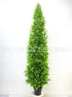 型柏树造松柏绿植盆人栽家塔674居酒店装饰松柏松树盆景假树