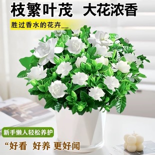 栀子花盆栽花卉植物室内绿萝箩阳台水培绿植茉莉花四季 好养九里香