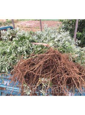 正品端午加工 蓝色单方野生艾草油南蚊阳精蕲春县非艾叶灸驱按摩