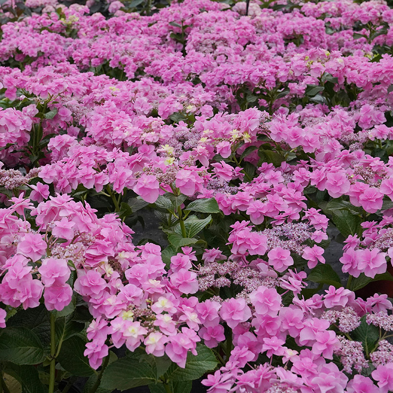 海蒂的花园 头花重瓣绣球大花四季好养阳台庭院花卉植物盆栽花苗
