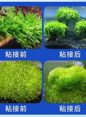 水胶20230727专草用粘石头假山胶盆景底座造景缸珊瑚杜鹃根沉木鱼