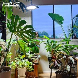 全光谱吊灯庭院灯家水防花园AXE阳台植物补光多用肉花灯卉照明灯