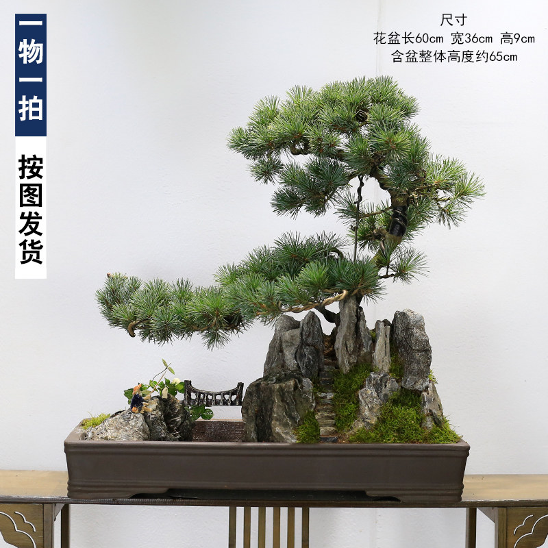 五针松盆景植物老桩室内山水假山摆件客厅办公室前台大型绿植盆栽