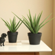 饰摆件 高档客厅餐桌茶几壁柜装 泰环 芦荟仿真花假植物绿植小盆栽