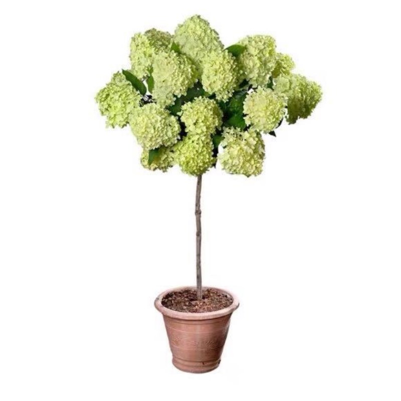 中华木绣球树苗庭院斗球树苗别墅耐寒植物盆景风景树绣球树苗地栽