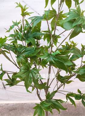 真蓖麻树乌桕树仿紫荆树假树农乐落家地盆EMD栽植物室内池景造景