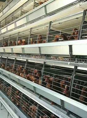 大层叠式三蛋鸡笼四层阶梯式家禽类层殖场养鸡设备镀锌养蛋DNL鸡