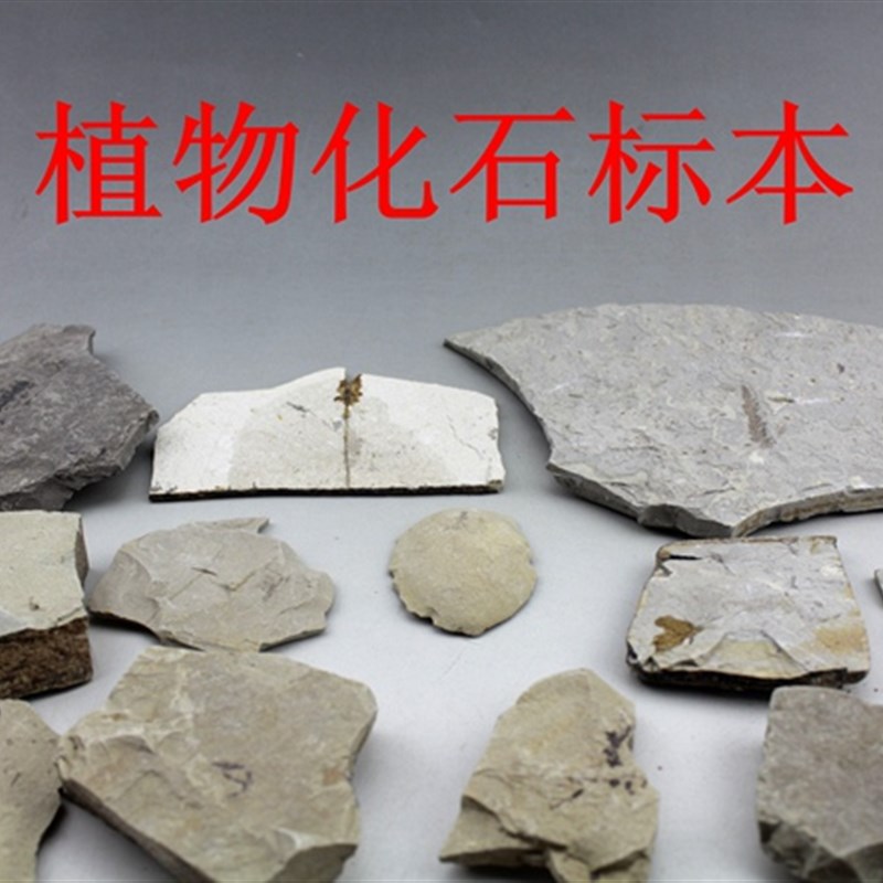 如意斋植物化石狼鳍鱼昆虫天然奇石精品科普研学教具研学精品标本