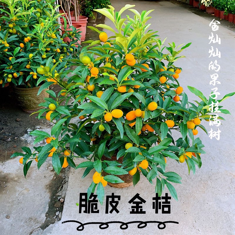 四季金桔树苗盆栽带果可食用室内外客厅绿植阳台年宵花卉耐寒易活