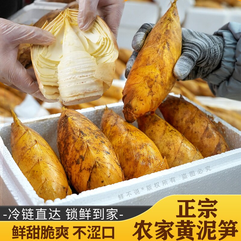 【顺丰包邮】新鲜冬笋现挖去老根高山野生楠竹笋当季黄泥笋两头尖