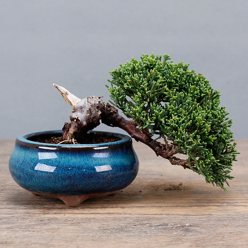 济州真柏微型小品盆景盆栽松柏盆景 基地出品盆栽绿植 一物一拍