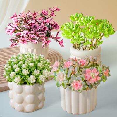 多肉植物大老桩多头群生组合小盆栽绿植花卉室内桌面含带陶瓷花盆