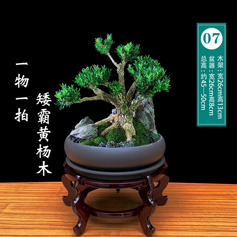 矮霸黄杨木盆景室内造型真树庭院老桩名贵盆栽好养植物栽净化空气