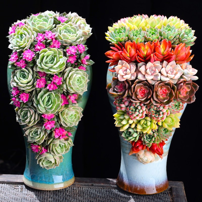 多肉植物组合盆栽种好发货大号切口盆园艺景观绿植花卉瀑布式肉肉