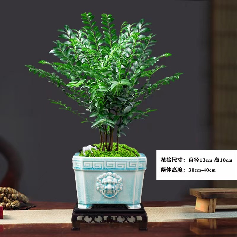 小叶紫檀盆景绿植盆栽茶室内办公桌面树苗花卉老桩植物四季好养活