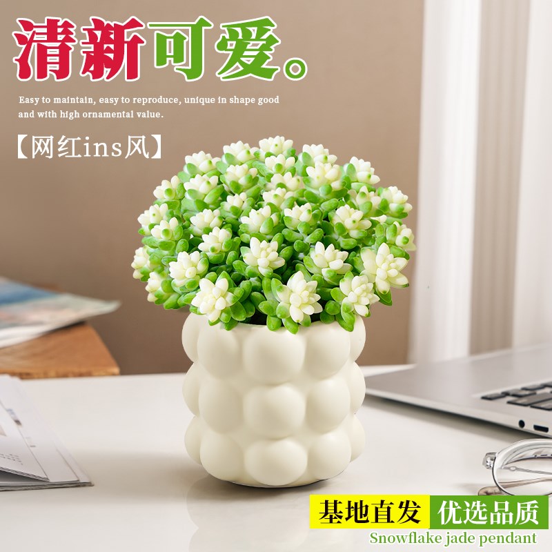 雪花玉坠锦多肉植物办公室桌面盆栽室内客厅花卉好养幼儿园植物角