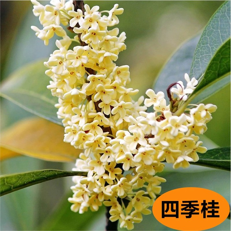 桂花树苗地栽大树八月金桂别墅庭院浓香型盆栽名贵花卉四季桂丹桂