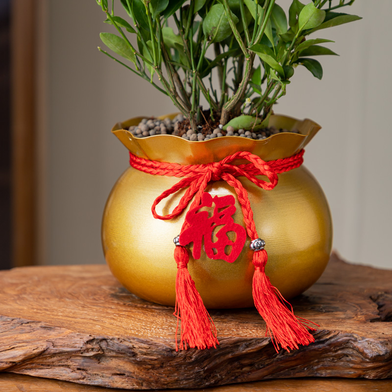 金桔树盆栽可食用带果四季橘子乔迁礼品客厅室内外绿植物盆景树桩