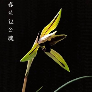 名贵兰花苗浓香春兰包公魂板桥遗墨刘三红新津胭脂客厅室内庭院花