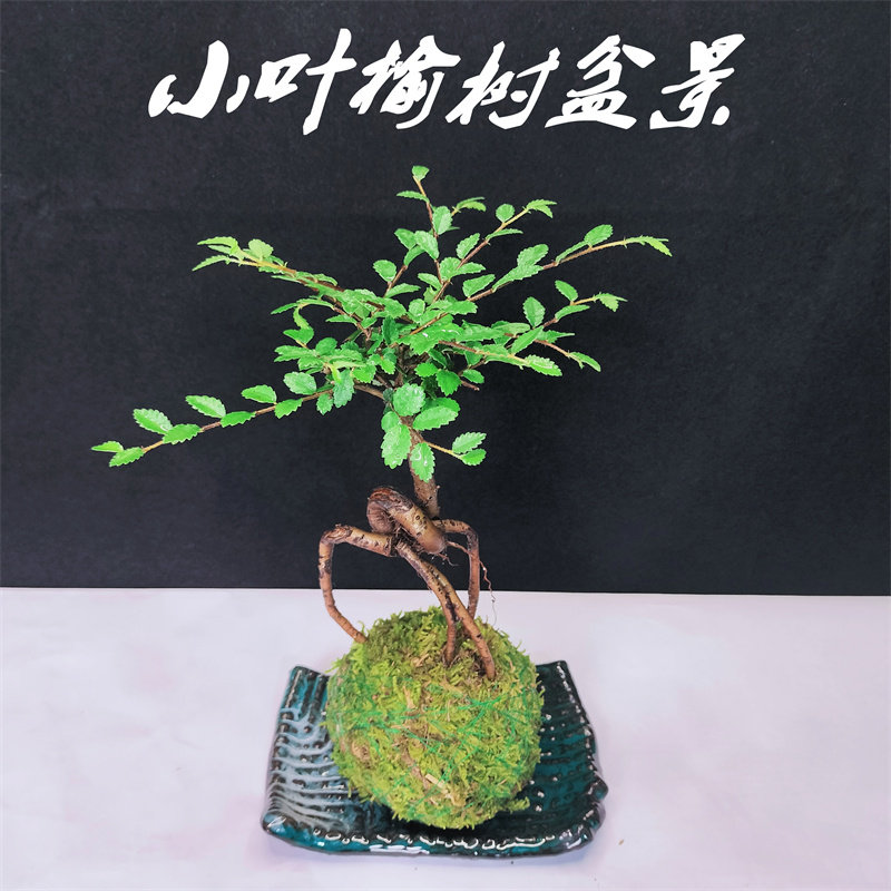 小叶榆树苔藓球盆景造型老桩盆栽室内提根微型小树桩绿植净化空气
