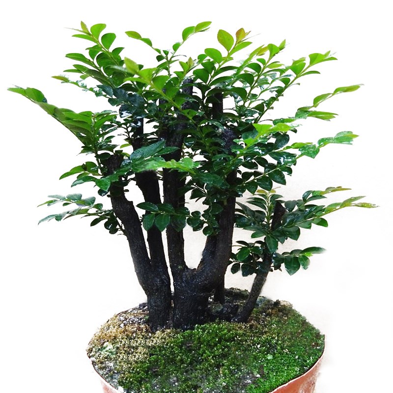 檀香黑檀木老树桩植物盆栽室内桌面绿植小叶紫檀盆景花卉