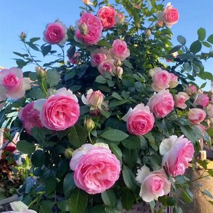 粉色龙沙宝石藤本月季 庭院爬墙拱门粉龙 大花浓香爬藤蔷薇花苗四季