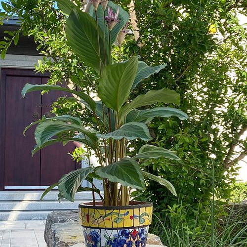 特色陶瓷马赛克鲜花绿植兰花菊花花盆
