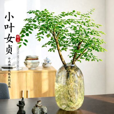 超级好养的小叶女贞水培植物