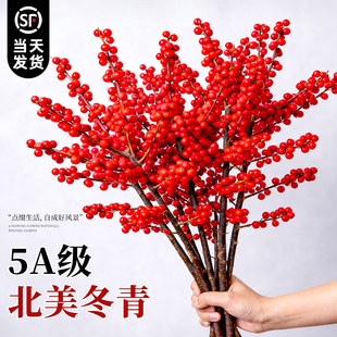 北美冬青红果鲜枝室内水培植物鲜花切枝真花客厅银柳年宵花卉绿植