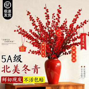 北美冬青红果真花带果老桩鲜枝树苗鲜切花植物花卉室内客厅年宵花