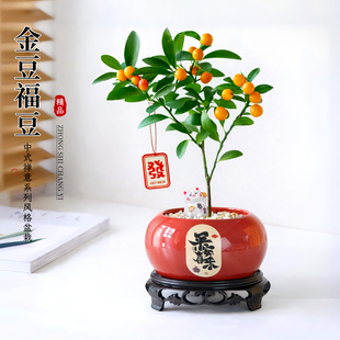 小金豆盆景办公室桌面盆栽绿植年宵花金桔树带果植物室内好养四季