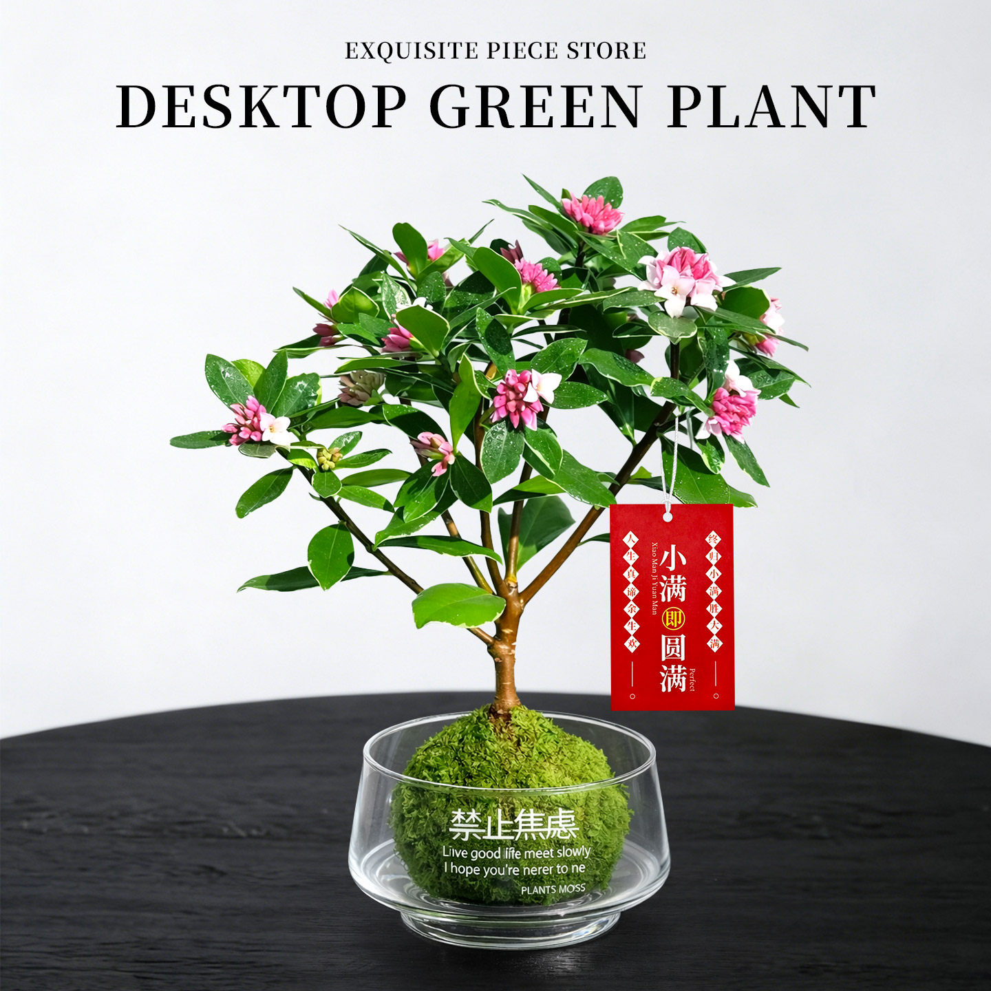 金边瑞香盆栽浓香型老桩大苗带花苞阳台花卉植物室内花年宵花耐寒