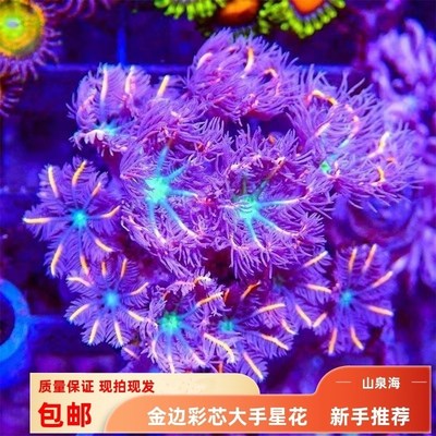 海缸软体珊瑚手星花大金边蓝芯耶花珊瑚易养试水新手海水鱼缸