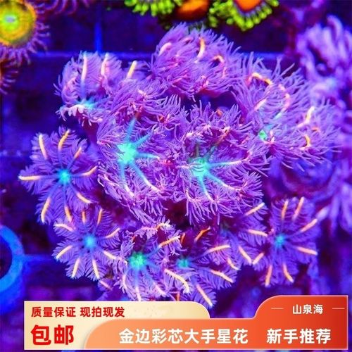 海缸软体珊瑚手星花大金边蓝芯耶花珊瑚易养试水新手海水鱼缸
