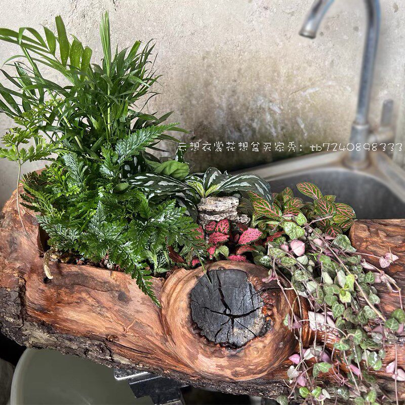 多肉花盆木头透气树桩树干老木槽原生态风化老枯木庭院阳台造景 - 实物图