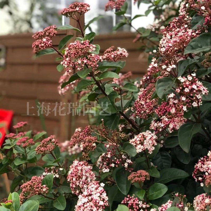 地中海荚蒾盆栽庭院阳台多年生耐热耐寒常绿灌木花卉花期较长好养,鲜花速递/花卉仿真/绿植园艺,绣球/木绣球/木本植物,淘宝优惠券,粉丝福利购,淘宝优惠卷