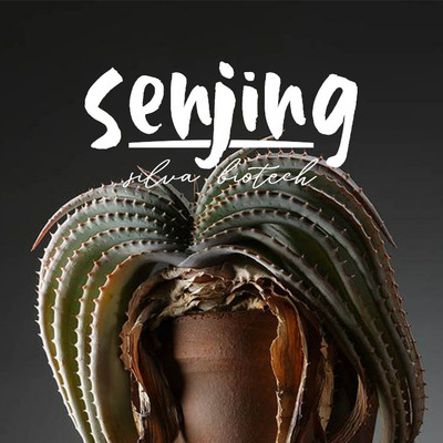 推进器叠叶芦荟/稀有南非多肉植物实生苗/比景天水泡肉锥都好养