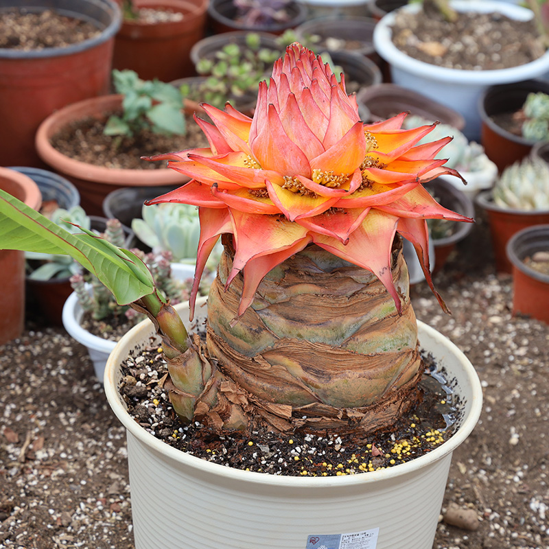 地涌红莲盆栽花卉大型绿植稀有鲜花地涌金莲千叶金莲瓣莲五树六花