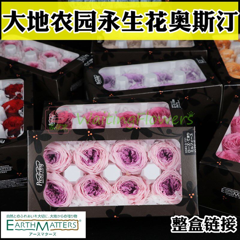 等花来大地农园03830/02460diy材料包礼盒高品质永生花奥斯汀玫瑰
