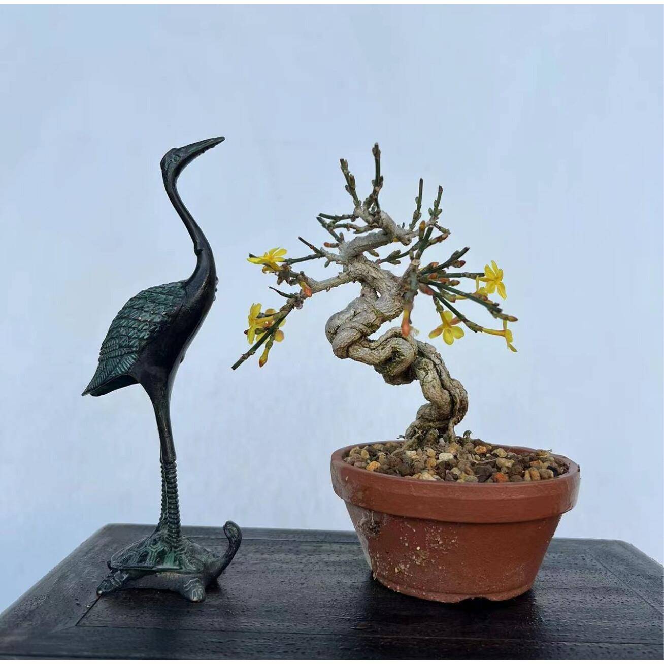 【薇园精选】迎春花.三台迎春皇城虎蹄迎春龙爪迎春小叶香迎春