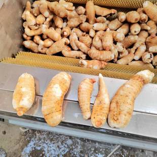 小型天麻加工清洗设备清洗去泥去皮机器螺旋式 清洗机来样试机