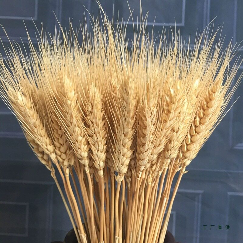 天然原色麦穗干花束摄影背景