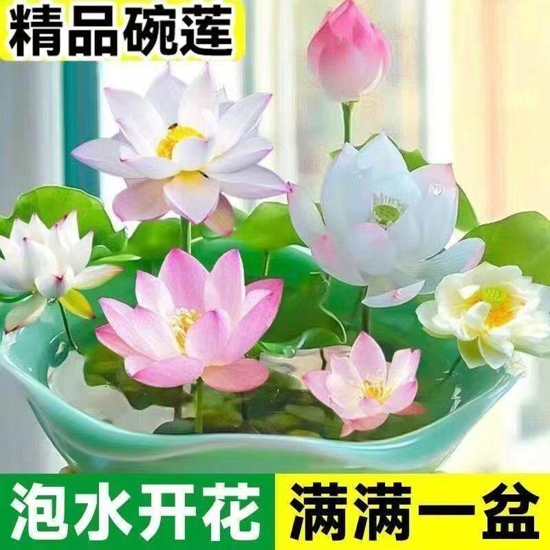 碗莲种七彩五颜六色水培花卉水养四季莲花荷花种莲藕绿植水培莲子