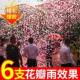 婚礼爆6000片花瓣雨礼炮婚炮庆结礼喷花筒款 655婚手持彩炮礼花筒