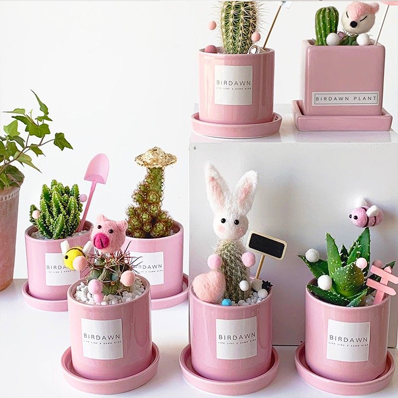 宿舍办公桌室内绿植防辐射肉肉仙人掌盆栽幼儿园多肉植物新手容易,鲜花速递/花卉仿真/绿植园艺,多肉植物,淘宝优惠券,粉丝福利购,淘宝优惠卷